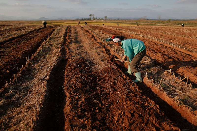 황해남도 협동농장에서 북한 농민들이 밭에서 일을 하고 있다.